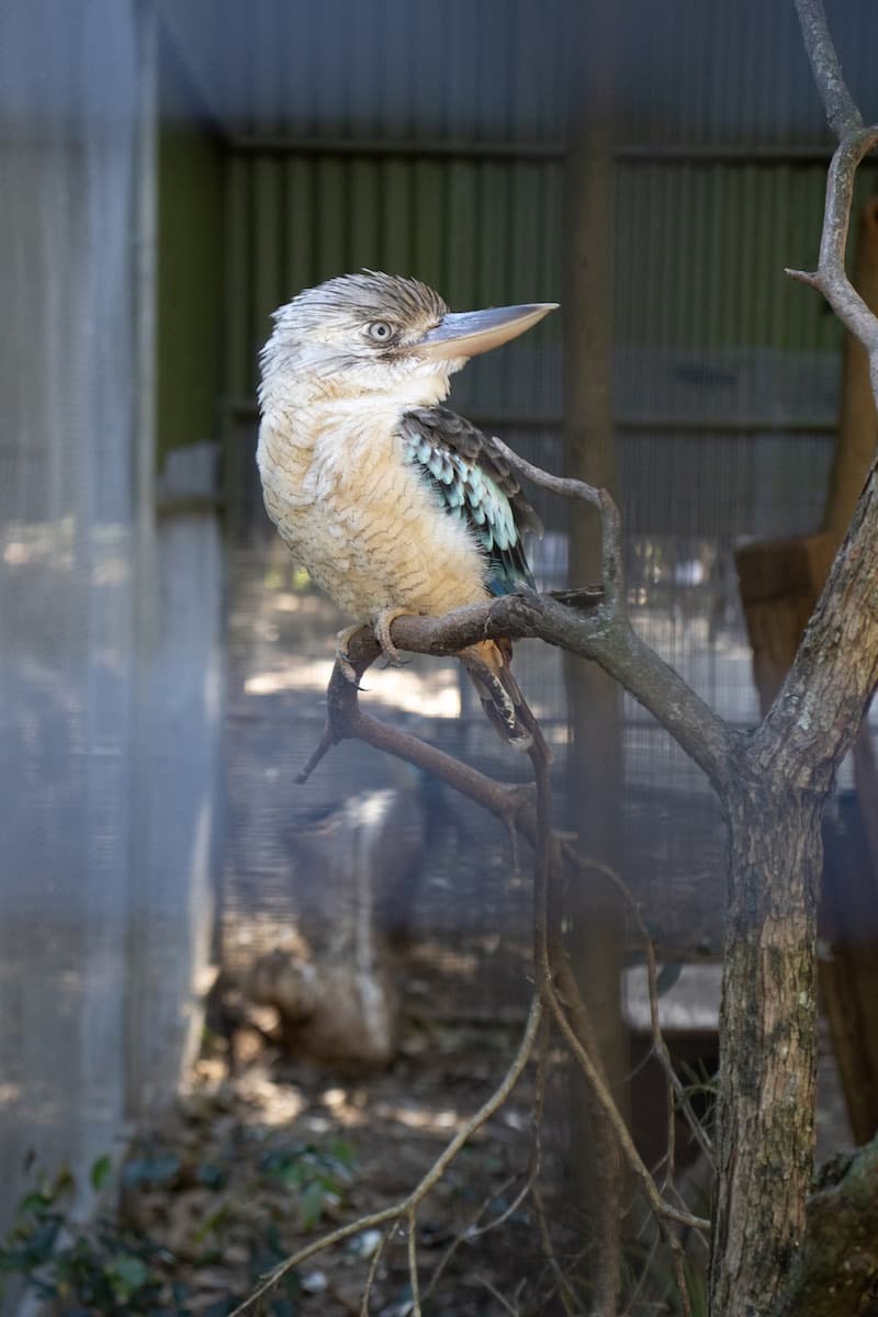 Photo of a kookaburra