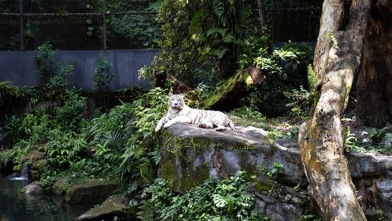 Photo of white tiger